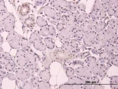 Immunohistochemistry-Paraffin: Cyclin D3 Antibody [H00000896-B01P] - Analysis of purified antibody to CCND3 on formalin-fixed paraffin-embedded human salivary gland. (antibody concentration 3 ug/ml)