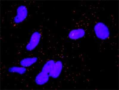 Proximity Ligation Assay: Cyclin D3 Antibody [H00000896-D01P] - Analysis of protein-protein interactions between CCND3 and AREG. HeLa cells were stained with anti-CCND3 rabbit purified polyclonal 1:1200 and anti-AREG mouse monoclonal antibody 1:50. Each red dot represents the detection of protein-protein interaction complex, and nuclei were counterstained with DAPI (blue).