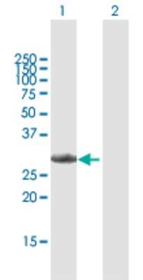 Western Blot: Cyclin D3 Antibody [H00000896-B01P] - Analysis of CCND3 expression in transfected 293T cell line by CCND3 polyclonal antibody.  Lane 1: CCND3 transfected lysate(32.12 KDa). Lane 2: Non-transfected lysate.
