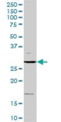Western Blot: Cyclin D3 Antibody [H00000896-D01P] - Analysis of CCND3 expression in Jurkat.