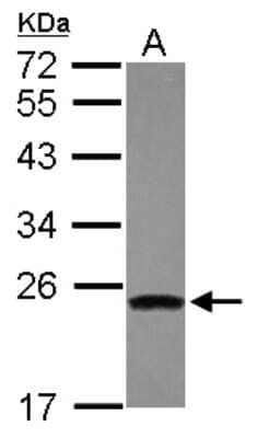 Western Blot: Cyclin D3 Antibody [NBP1-31806] - Sample (30 ug of whole cell lysate) A: HepG2 12% SDS PAGE; antibody diluted at 1:1000.