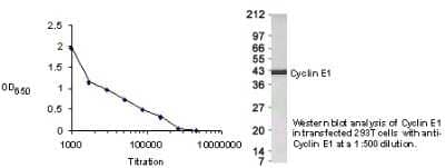 Western Blot: Cyclin E Antibody [NB500-129] - Western Blot analysis of Cyclin E1 on transfected 293T cells at 1:500 dilution.