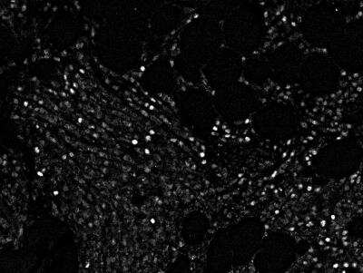 Immunohistochemistry-Paraffin: Cyclin E1 Antibody (CCNE1/2460) - Azide and BSA Free [NBP3-08805] - Cyclin E1 stained with CODEX in tonsil tissue. Image from verified customer review.