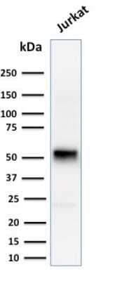 Western Blot: Cyclin E1 Antibody (CCNE1/2460) [NBP3-08805] - Western Blot Analysis of human Jurkat cell lysate using Cyclin E1 Mouse Monoclonal Antibody (CCNE1/2460).