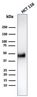 Western Blot: Cyclin E1 Antibody (CCNE1/4935R) - Azide and BSA Free [NBP3-08810] - Western Blot Analysis of HCT-116 cell lysate using Cyclin E1 Recombinant Rabbit Monoclonal Antibody (CCNE1/4935R).