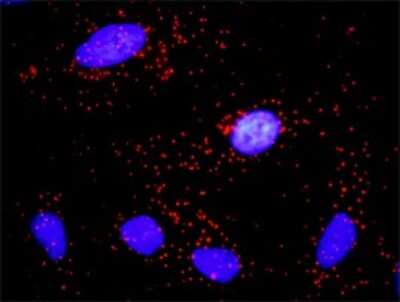 Proximity Ligation Assay: Cyclin E1 Antibody [H00000898-D01P] - Analysis of protein-protein interactions between CCNE1 and CDKN1A. HeLa cells were stained with anti-CCNE1 rabbit purified polyclonal 1:1200 and anti-CDKN1A mouse monoclonal antibody 1:50. Each red dot represents the detection of protein-protein interaction complex, and nuclei were counterstained with DAPI (blue).