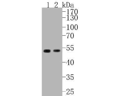 Western Blot: Cyclin E1 Antibody (SD20-24) [NBP2-67743] - Western blot analysis of Cyclin E1 on different lysates. Proteins were transferred to a PVDF membrane and blocked with 5% BSA in PBS for 1 hour at room temperature. The primary antibody (1/500) was used in 5% BSA at room temperature for 2 hours. Goat Anti
