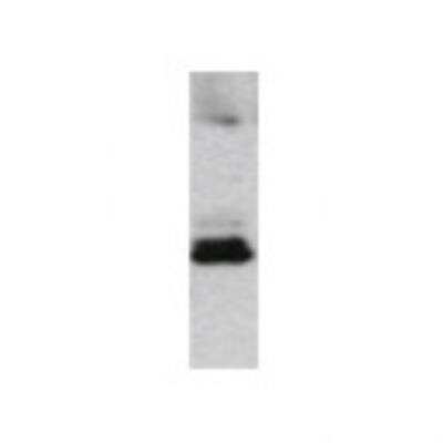 Western Blot: Cyclin E1 Antibody [22180002] -  Western Blot was performed using affinity purified SEQer CCNE1 antibody, aa(7-106) antibody. The lanes contain 5-30ug of a whole cell extract.  Final concentration of antibodies = 0.1ug/ml (1:10,000 dilution). The blot was probed overnight with the SEQer CCNE1 antibody, aa(7-106) antibody.  Blot was then washed according to protocol and probed with goat-anti-Rabbit-HRP conjugate at 1:5000 dilution, washed and developed using chemiluminescence (film exposure 5-30sec).  The protein was detected as represented by the band shown.
