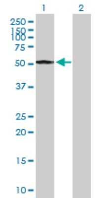 Western Blot: Cyclin E1 Antibody [H00000898-B03P] - Analysis of CCNE1 expression in transfected 293T cell line. Lane 1: CCNE1 transfected lysate (45.1 KDa). Lane 2: Non-transfected lysate.