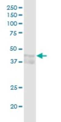 Western Blot: Cyclin E1 Antibody [H00000898-D01P] - Analysis of CCNE1 expression in mouse liver.