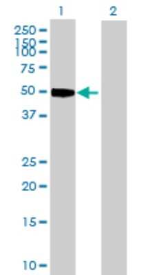 Western Blot: Cyclin E1 Antibody [H00000898-D01P] - Analysis of CCNE1 expression in transfected 293T cell line by CCNE1 polyclonal antibody.Lane 1: CCNE1 transfected lysate(47.10 KDa).Lane 2: Non-transfected lysate.