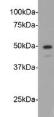 Western Blot: Cyclin E2 Antibody (40-89) [NBP2-67012] - Analysis on Hela cell lysate using anti-Cycliin E2 Mouse mAb.