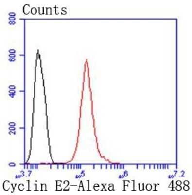Flow Cytometry: Cyclin E2 Antibody (SD2035) [NBP2-67744] - Analysis of Hela cells with Cyclin E2 antibody at 1/50 dilution (red) compared with an unlabelled control (cells without incubation with primary antibody; black). Alexa Fluor 488-conjugated goat anti rabbit IgG was used as the secondary antibody.