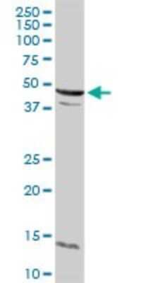 Western Blot: Cyclin E2 Antibody [H00009134-D01P] - Analysis of CCNE2 expression in mouse liver.