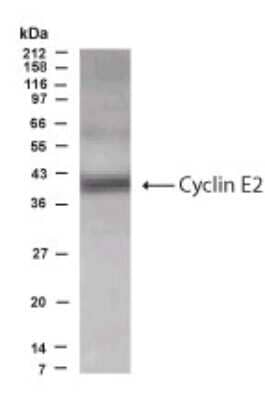 Western Blot: Cyclin E2 Antibody [NB500-130] - Analysis of Cyclin E2 in CT10 cell line using this antibody at 1:500 dilution.