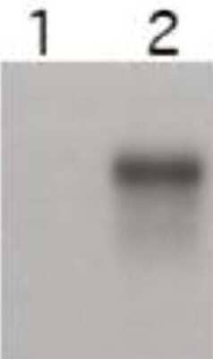 Western Blot: Cyclin E2 Antibody [NBP1-77755] - shows specific detection of Cyclin E2. Cell extracts over-expressing mouse Cyclin E1 (lane 1) and Cyclin E2 (lane 2) were electrophoresed, transferred to nitrocellulose, and probed with the anti-Cyclin E2 antibody. The affinity purified antibody also detects endogenous Cyclin E2 in Skp2-/- MEF cells. (data not shown).