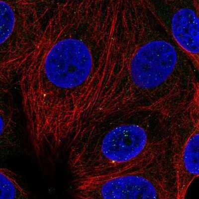 Immunocytochemistry/Immunofluorescence: Cyclin F Antibody [NBP2-56020] - Staining of human cell line MCF7 shows localization to centrosome.