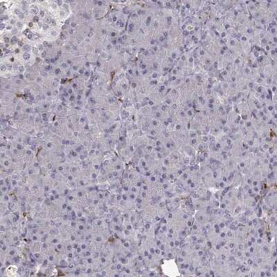 Immunohistochemistry-Paraffin: Cyclin F Antibody [NBP2-57349] - Staining of human pancreas shows low expression as expected.