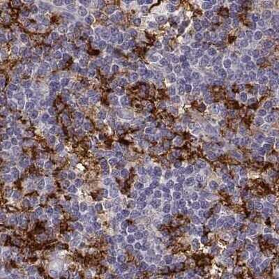 Immunohistochemistry-Paraffin: Cyclin F Antibody [NBP2-57349] - Staining of human lymph node.