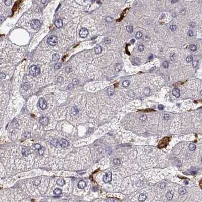 Immunohistochemistry-Paraffin: Cyclin F Antibody [NBP2-57349] - Staining of human liver.