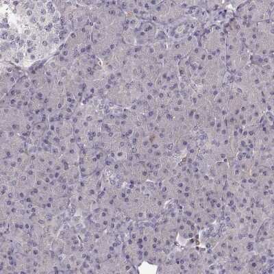 Immunohistochemistry-Paraffin: Cyclin F Antibody [NBP2-57569] - Staining of human pancreas shows low expression as expected.