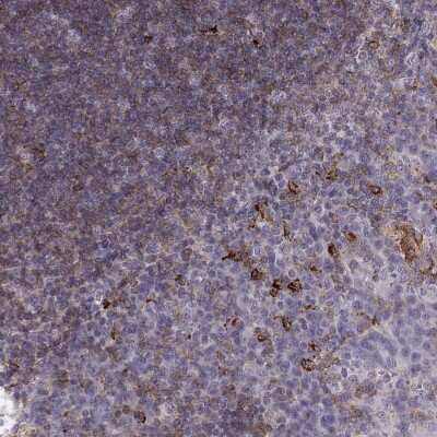 Immunohistochemistry-Paraffin: Cyclin F Antibody [NBP2-57569] - Staining of human tonsil shows high expression.