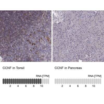 <b>Orthogonal Strategies Validation. </b>Immunohistochemistry-Paraffin: Cyclin F Antibody [NBP2-57569] - Staining in human tonsil and pancreas tissues using anti-CCNF antibody. Corresponding CCNF RNA-seq data are presented for the same tissues.