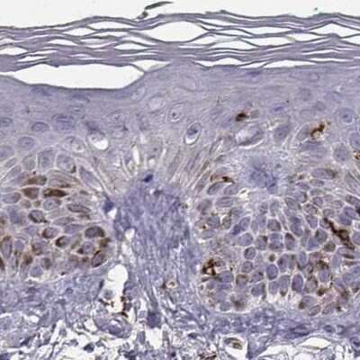 Immunohistochemistry-Paraffin: Cyclin F Antibody [NBP2-57569] - Staining of human skin.