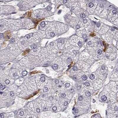 Immunohistochemistry-Paraffin: Cyclin F Antibody [NBP2-57569] - Staining of human liver.