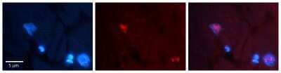 Immunohistochemistry-Paraffin: Cyclin G Antibody [NBP2-86608] - Rabbit Anti-CCNG1 Antibody. Formalin Fixed Paraffin Embedded Tissue: Human heart Tissue. Observed Staining: Nucleus. Primary Antibody Concentration: 1:100. Other Working Concentrations: N/A. Secondary Antibody: Donkey anti