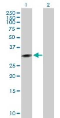 Western Blot: Cyclin G Antibody [H00000900-B01P] - Analysis of CCNG1 expression in transfected 293T cell line by CCNG1 polyclonal antibody.  Lane 1: CCNG1 transfected lysate(32.45 KDa). Lane 2: Non-transfected lysate.