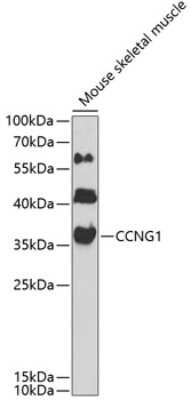 Western Blot: Cyclin G Antibody [NBP2-92624] - Analysis of extracts of mouse skeletal muscle, using Cyclin G .Exposure time: 90s.