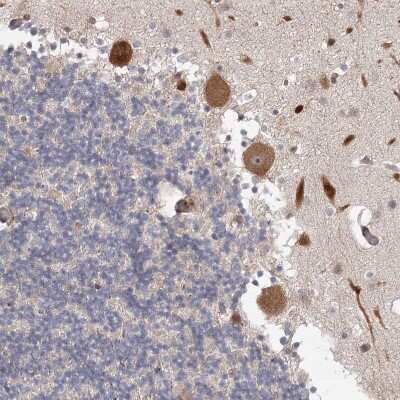 Immunohistochemistry-Paraffin: Cyclin G2 Antibody [NBP1-87518] - Staining of human cerebellum shows moderate to strong cytoplasmic positivity in Purkinje cells.