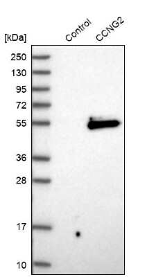 Western Blot: Cyclin G2 Antibody [NBP1-87518] - Analysis in control (vector only transfected HEK293T lysate) and CCNG2 over-expression lysate (Co-expressed with a C-terminal myc-DDK tag (3.1 kDa) in mammalian HEK293T cells).