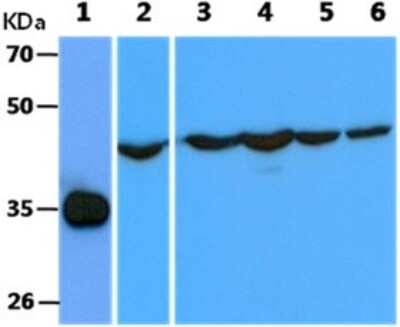 Western Blot: Cyclin H Antibody (3G6) [NBP2-59440] - Lane 1: Recombinant Human Cyclin H, Lane 2: HepG2 cell lysates, Lane 3: Jurkat cell lysates, Lane 4: Ramos cell lysates, Lane 5: Balb/3T3 cell lysates, Lane 6: A431 cell lysates