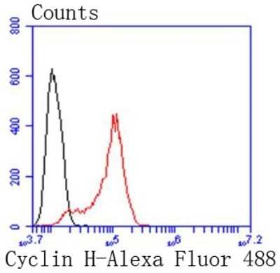 Flow Cytometry: Cyclin H Antibody (SN20-48) [NBP2-67719] - Analysis of Hela cells with Cyclin H antibody at 1/50 dilution (red) compared with an unlabelled control (cells without incubation with primary antibody; black). Alexa Fluor 488-conjugated goat anti rabbit IgG was used as the secondary antibody.