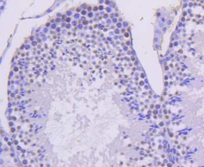 Immunohistochemistry-Paraffin: Cyclin H Antibody (SN20-48) [NBP2-67719] - Analysis of paraffin-embedded mouse testis tissue using anti-Cyclin H antibody. Counter stained with hematoxylin.