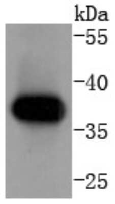 Western Blot: Cyclin H Antibody (SN20-48) [NBP2-67719] - Analysis of Cyclin H on K562 cells lysates using anti-Cyclin H antibody at 1/1,000 dilution.