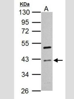 Western Blot: Cyclin I Antibody [NBP2-47123] - Sample (30 ug of whole cell lysate) A: HCT116 10% SDS PAGE gel, diluted at 1:1000.