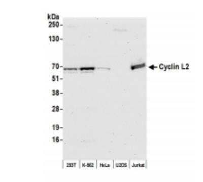 Western Blot: Cyclin L2 Antibody [NB100-87009] - Whole cell lysate (50 ug) from HEK293T, K-562, HeLa, U2OS, and Jurkat cells prepared using NETN lysis buffer. Antibody: Affinity purified Rabbit anti-Cyclin L2 antibody used for WB at 0.04 ug/ml. Detection: Chemiluminescence with an exposure time of 30 seconds.