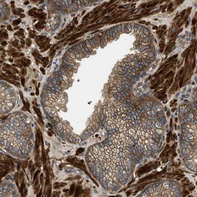 Immunohistochemistry-Paraffin Cyclin M3 Antibody - BSA Free