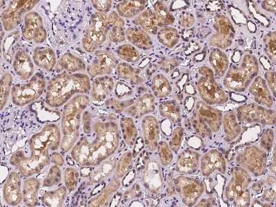 Immunohistochemistry-Paraffin: Cyclin M3 Antibody [NBP2-97251] - Immunochemical staining of human Cyclin M3 in human kidney with rabbit polyclonal antibody at 1:100 dilution, formalin-fixed paraffin embedded sections.