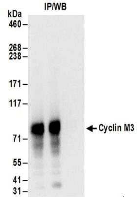 Immunoprecipitation Cyclin M3 Antibody