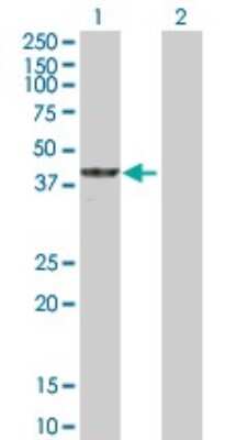Western Blot: Cyclin M3 Antibody [H00026505-B01P] - Analysis of CNNM3 expression in transfected 293T cell line by CNNM3 polyclonal antibody.  Lane 1: CNNM3 transfected lysate(39.05 KDa). Lane 2: Non-transfected lysate.