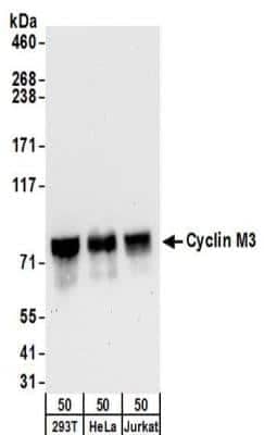 Western Blot Cyclin M3 Antibody