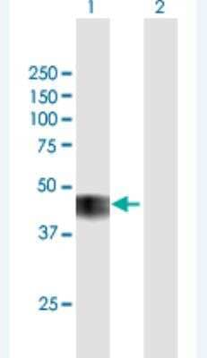 Western Blot: Cyclin-O Antibody [H00010309-B01P-50ug] - Analysis of CCNO expression in transfected 293T cell line (H00010309-T01) by CCNO MaxPab polyclonal antibody.  Lane 1: CCNO transfected lysate(38.5 KDa). Lane 2: Non-transfected lysate.