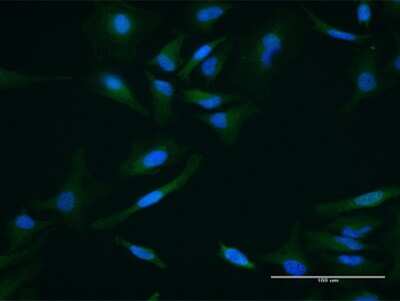 Immunocytochemistry/Immunofluorescence: Cyclophilin 40 Antibody [H00005481-B02P] - Analysis of purified antibody to PPID on HeLa cell. (antibody concentration 10 ug/ml)