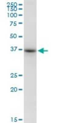 Western Blot: Cyclophilin 40 Antibody [H00005481-B01P] - Analysis of PPID expression in Raw 264.7.