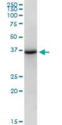 Western Blot: Cyclophilin 40 Antibody [H00005481-B01P] - Analysis of PPID expression in NIH/3T3.