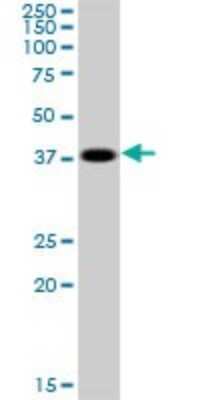 Western Blot: Cyclophilin 40 Antibody [H00005481-B01P] - Analysis of PPID expression in K-562.